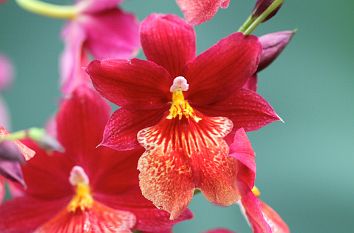 Orchideenblüte Biosphäre Potsdam