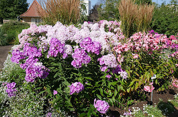 Flox im Staudengarten in Potsdam