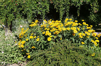 Gelbe Blumen im Staudengarten in Potsdam