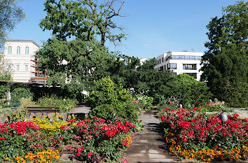 Rote Rosen Freundschaftsinsel Potsdam