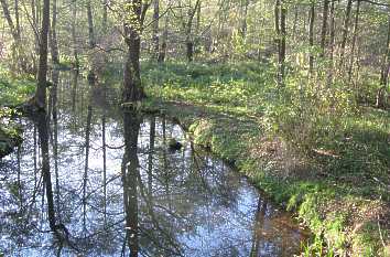 Fließ im Spreewald