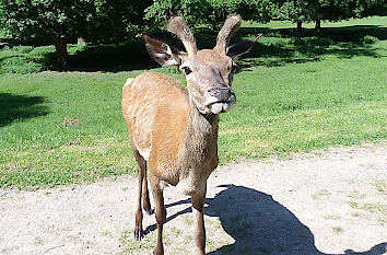 Tierpark allgemein