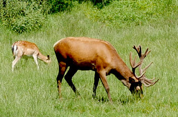 Wild im Favoritepark