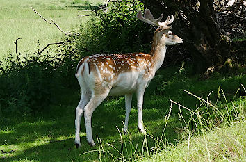 Wildpark und Vogelpark in Ortenburg