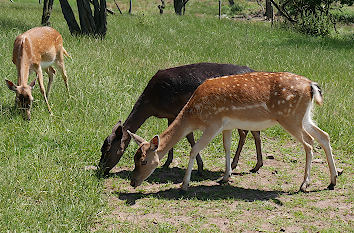 Wildpark im Favoritepark