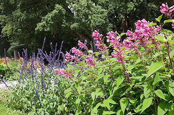 Blumen im Park in Sachsen-Anhalt