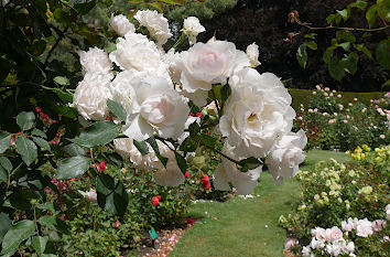 Rosen im Park in Berlin