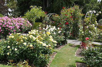 Blumen im Park in Thüringen