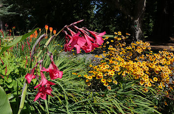 Blumen im Park
