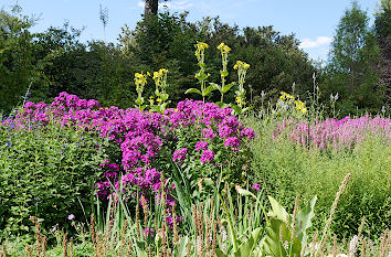 Blumen im Park in Nordrhein-Westfalen