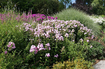 Blumen im Park