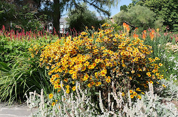 Blumen im Park in Rheinland-Pfalz