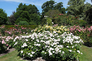 Blumen im Park