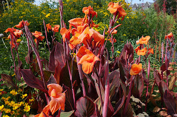 Blumen im Park in Hessen