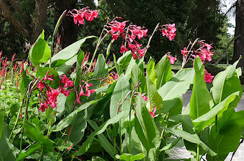 Blumen im Park