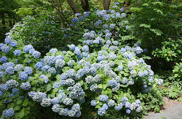 Blumen im Park in Brandenburg