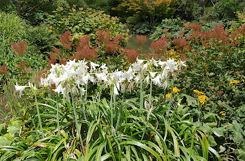 Blumen im Park in Sachsen