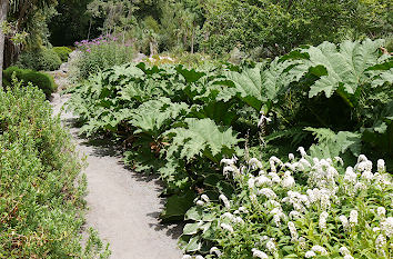 Blumen im Park