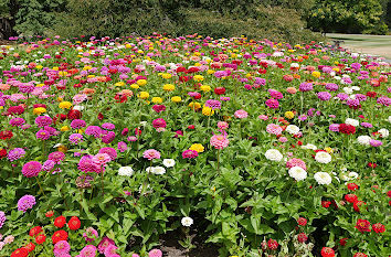 Blumen im Park in Schleswig-Holstein