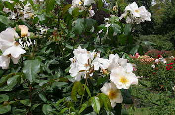 Rosen im Park in Mecklenburg-Vorpommern