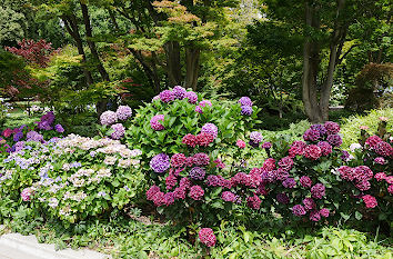 Blumen im Park in Bayern