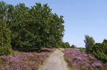 Lüneburger Heide