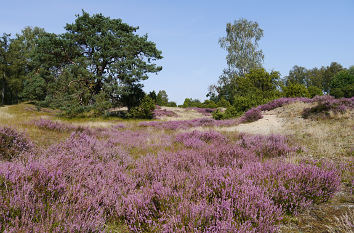 Lüneburger Heide