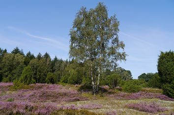 Lüneburger Heide