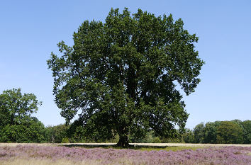 Lüneburger Heide