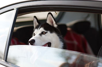 Hund im Auto