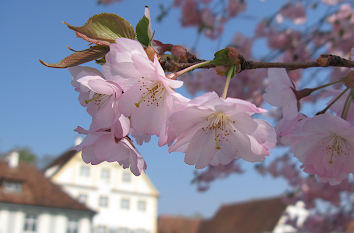 Kirschblüte und Osterfeiertage