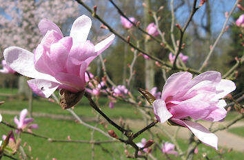 Magnolie blüht Ostern