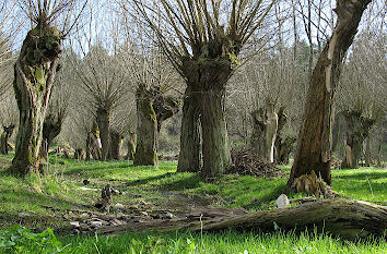 Korbweiden zu Ostern