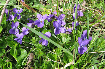 Veilchen blühen an Ostern