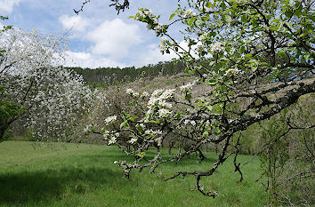 Blühende Kirschbäume Jonastal