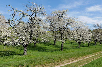 Wanderweg an Streuobstwiese