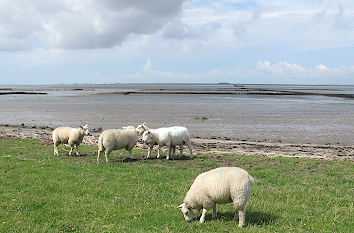 Schafe am Wattenmeer bei Dagebüll