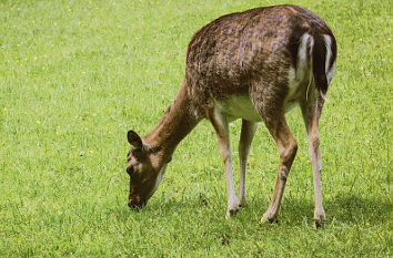 Wildpark Mölln