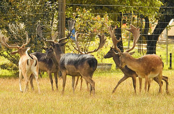 Wildpark Mölln