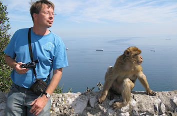 Berberaffe Felsen Gibraltar