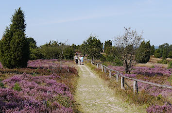 Wanderer Lüneburger Heide