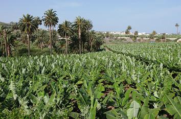 Banananplantagen bei Arucas Gran Canaria