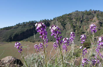 Albescens Erysimum an der Caldera de Marteles auf Gran Canaria