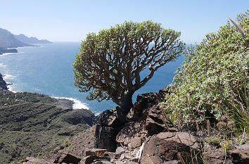 Drachenbaum auf Gran Canaria