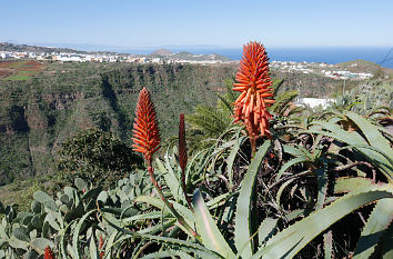 Aloe vera bei Moya