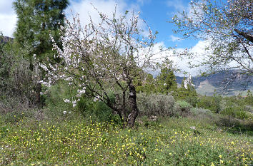 Berglandschaft bei San Bartolomé de Tirajana