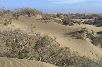 Dünen Maspalomas