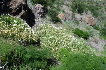 Berglandschaft bei San Bartolomé de Tirajana