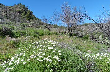 Landschaft im Barranco de Guayadeque