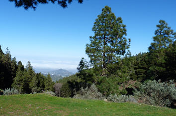 Berglandschaft mit Kiefern auf Gran Canaria